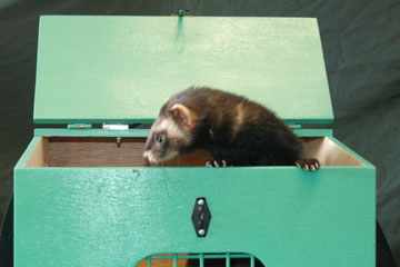 Ferret in a carry box