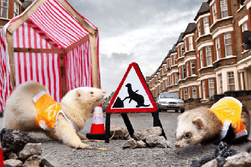 Some of our ferret workforce!